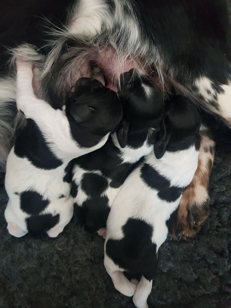 chiot Epagneul Breton De L'Etang Forézien