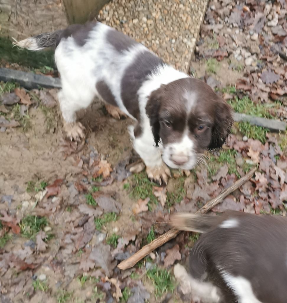 De L'Etang Forézien - Chiot disponible  - English Springer Spaniel