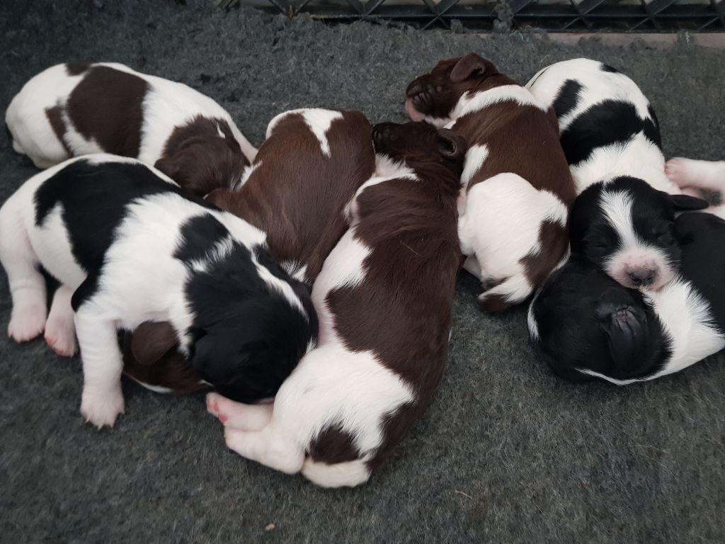 De L'Etang Forézien - English Springer Spaniel - Portée née le 10/04/2021