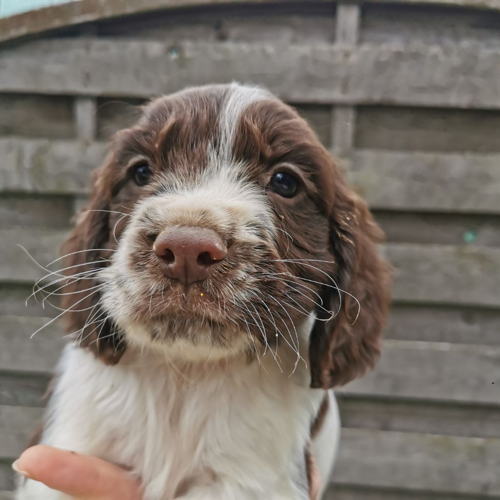 De L'Etang Forézien - Chiot disponible  - English Springer Spaniel