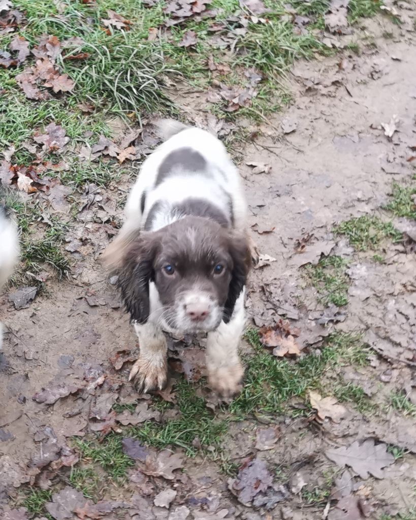 De L'Etang Forézien - Chiot disponible  - English Springer Spaniel