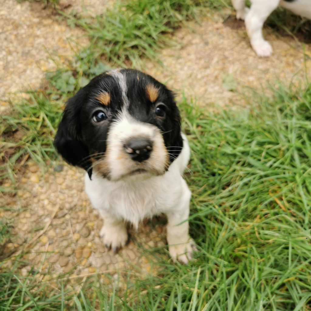 De L'Etang Forézien - Chiot disponible  - English Springer Spaniel