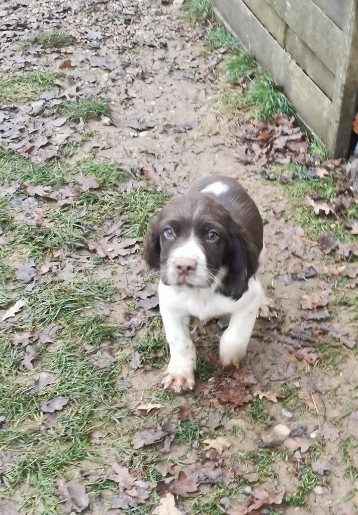 De L'Etang Forézien - Chiot disponible  - English Springer Spaniel