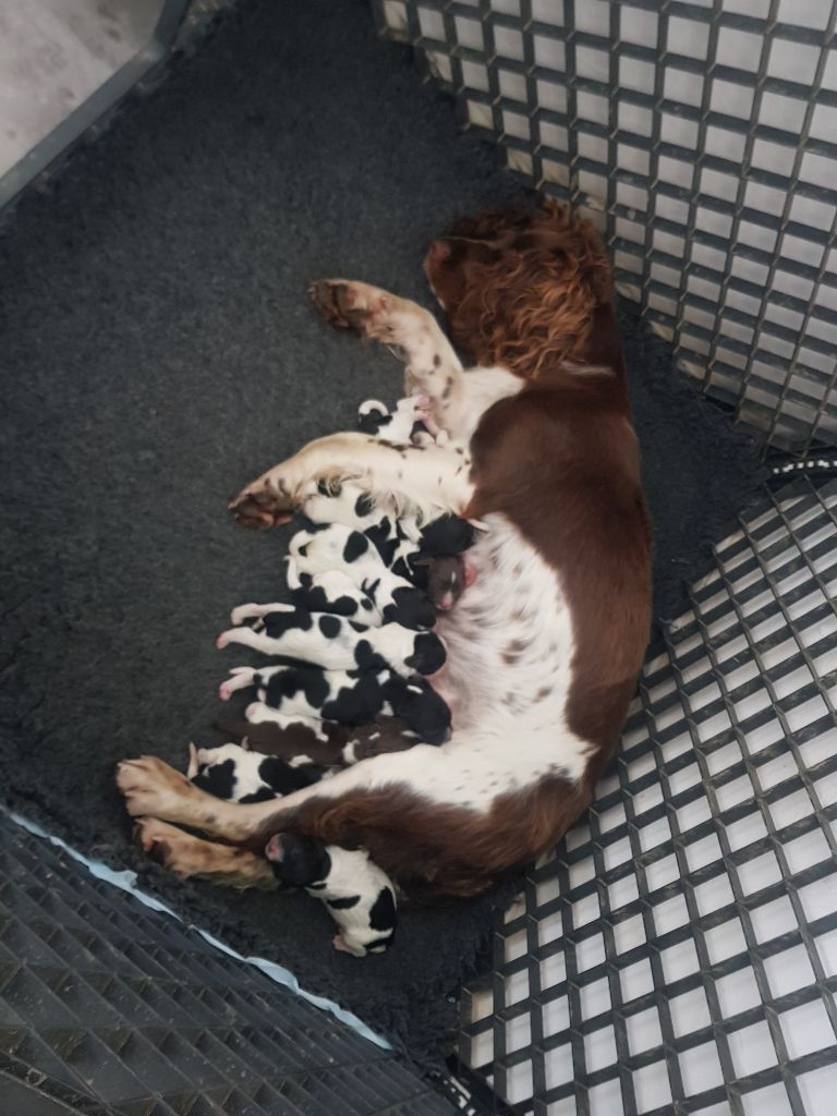 De L'Etang Forézien - English Springer Spaniel - Portée née le 20/10/2021