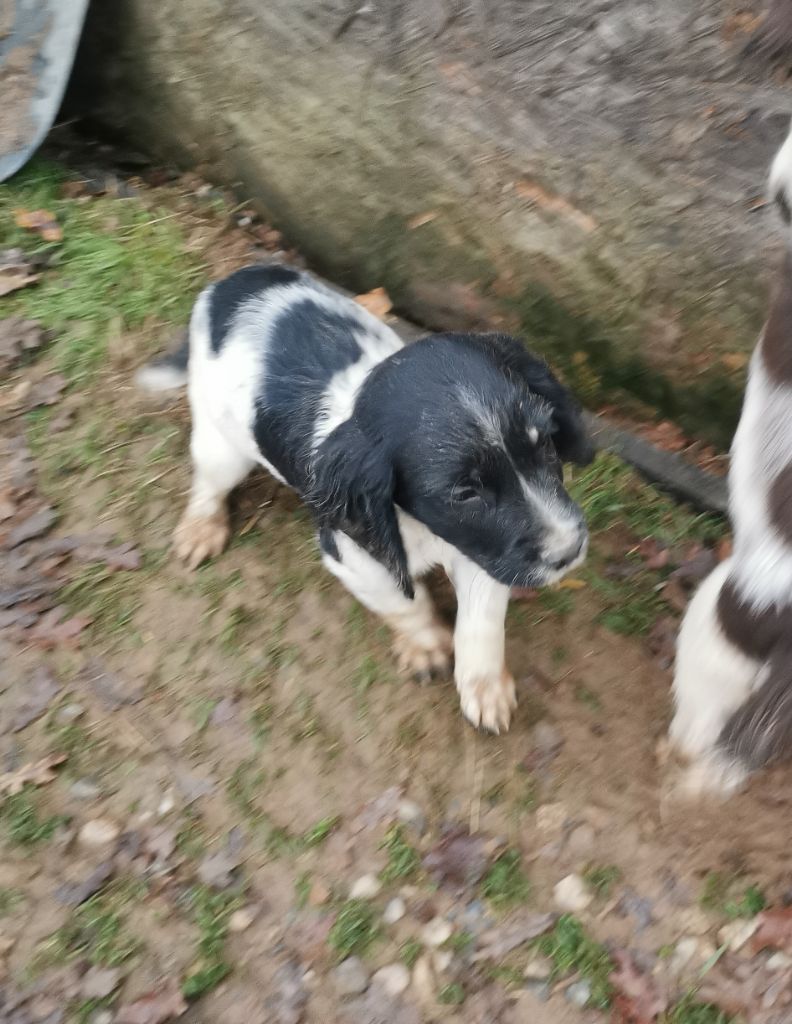 De L'Etang Forézien - Chiot disponible  - English Springer Spaniel