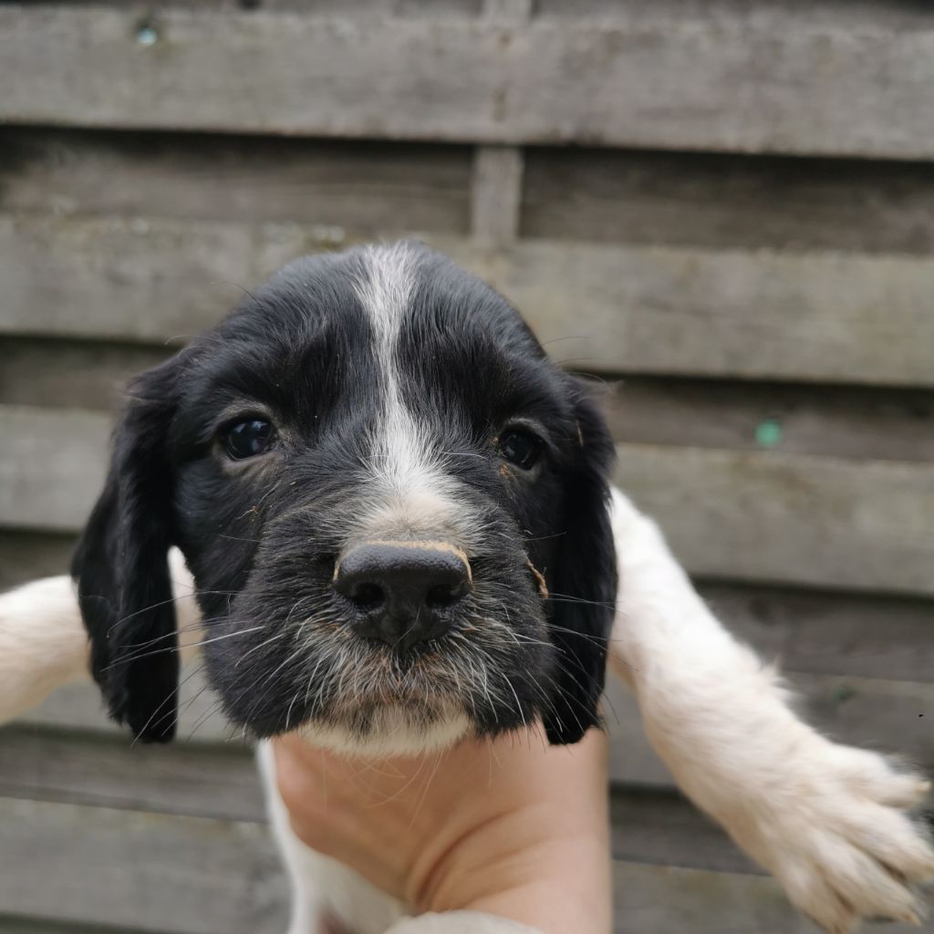 De L'Etang Forézien - Chiot disponible  - English Springer Spaniel