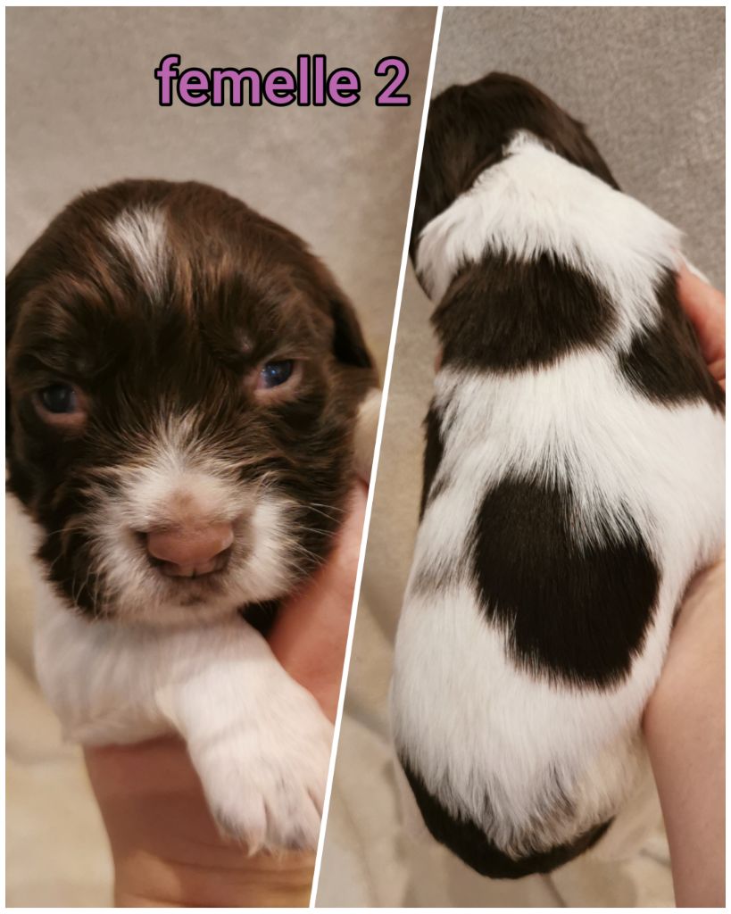 De L'Etang Forézien - Chiot disponible  - English Springer Spaniel