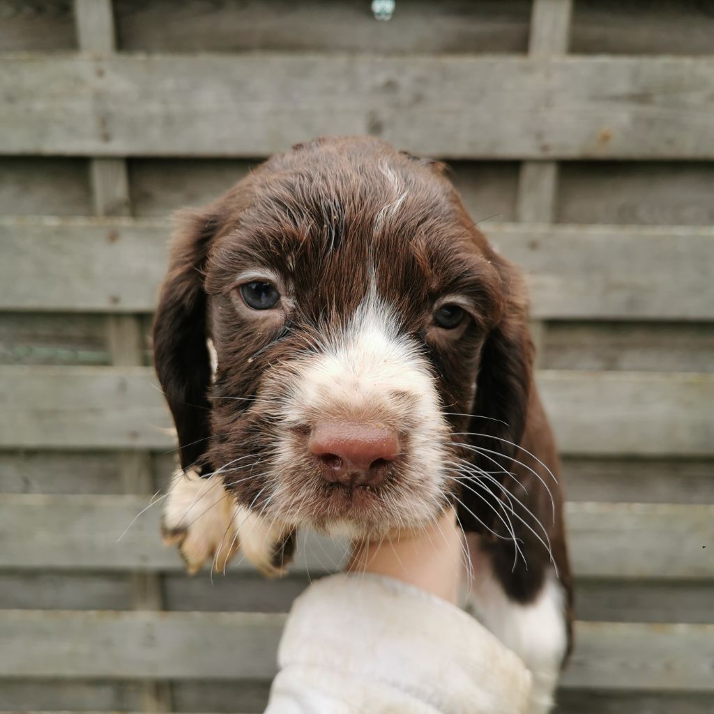 De L'Etang Forézien - Chiot disponible  - English Springer Spaniel