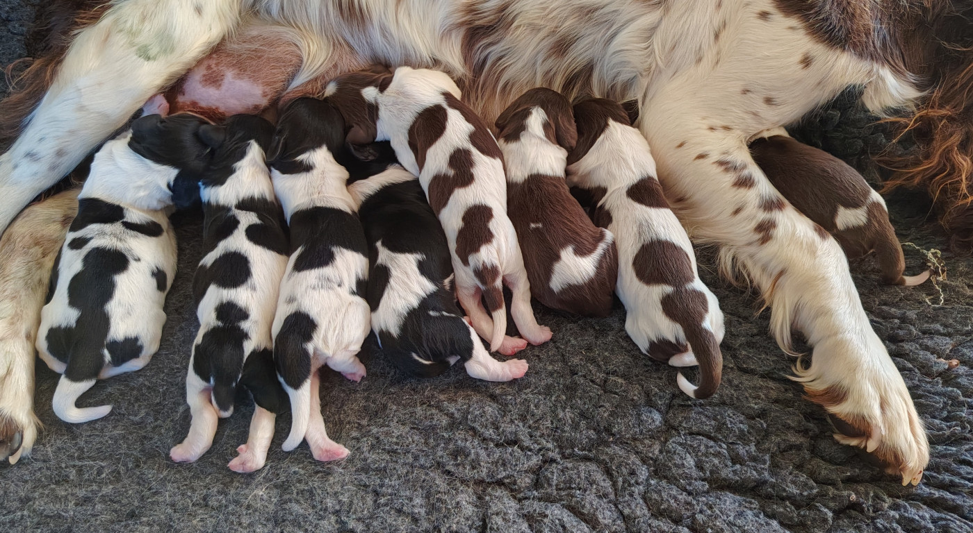 Chiot English Springer Spaniel De L'Etang Forézien