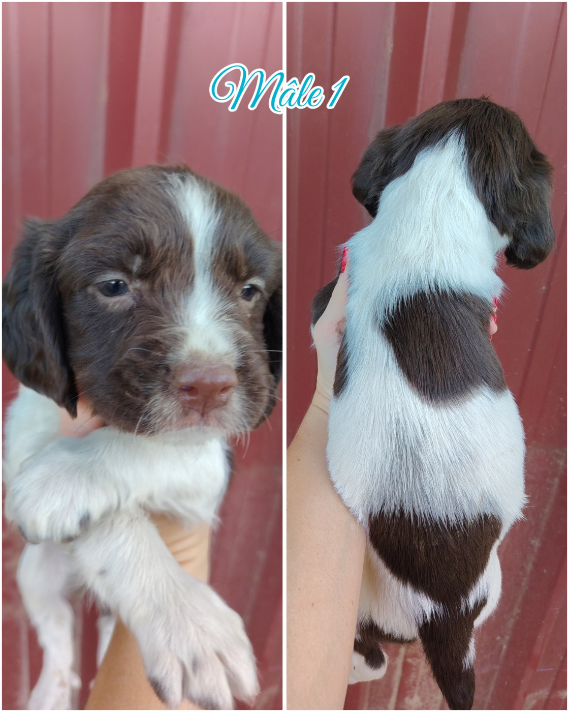 De L'Etang Forézien - Chiots disponibles - English Springer Spaniel