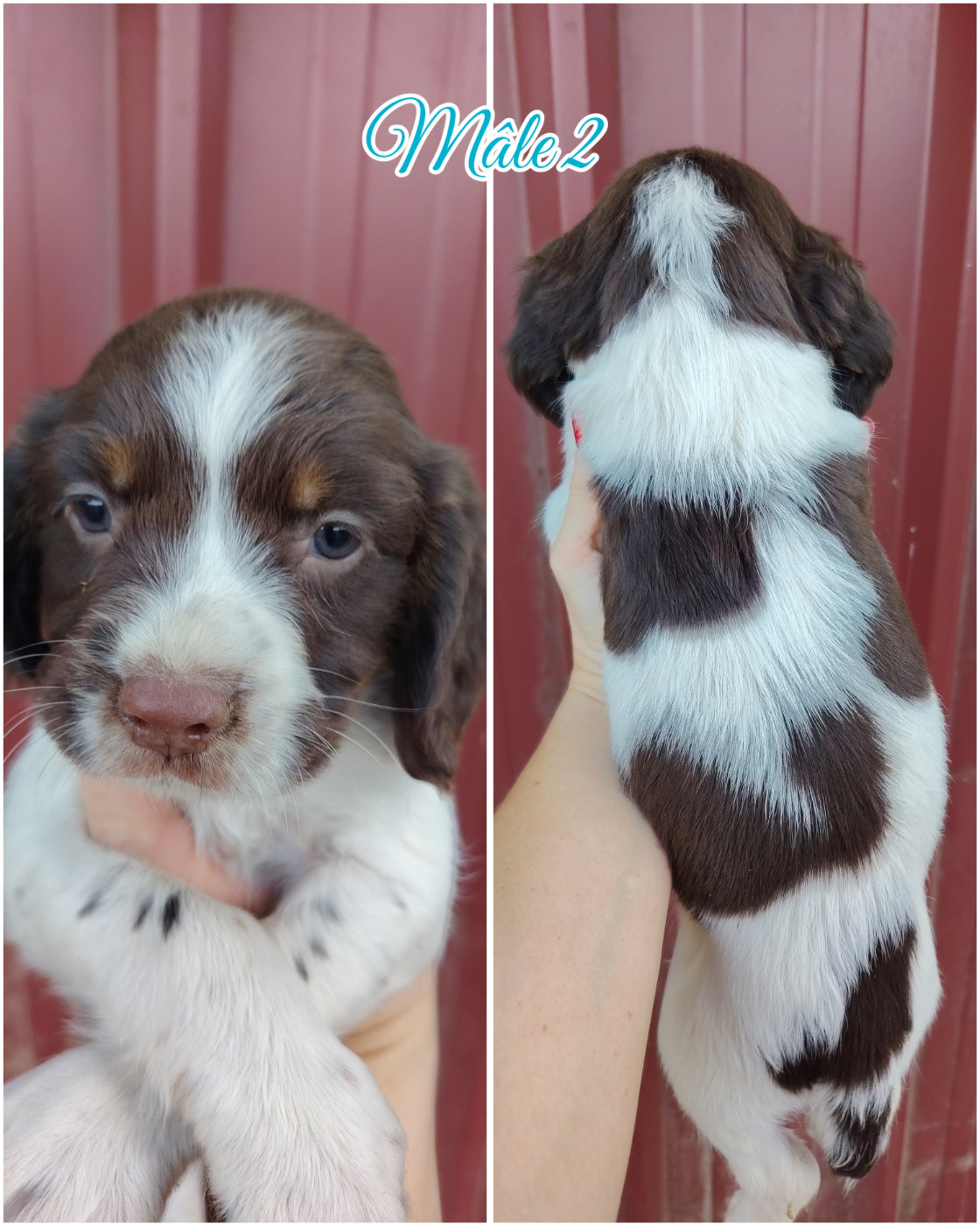 De L'Etang Forézien - Chiots disponibles - English Springer Spaniel