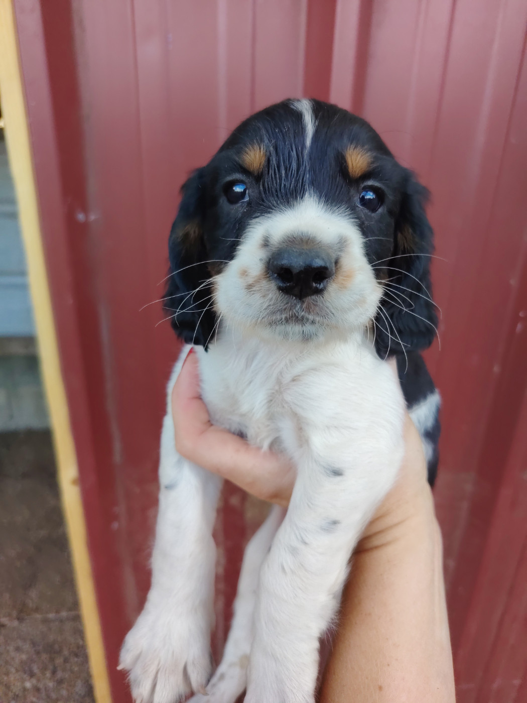 De L'Etang Forézien - Chiots disponibles - English Springer Spaniel