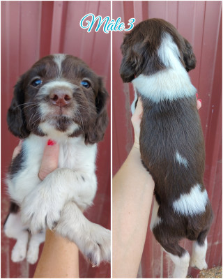 Chiot N°3