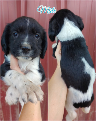 Chiot N°4