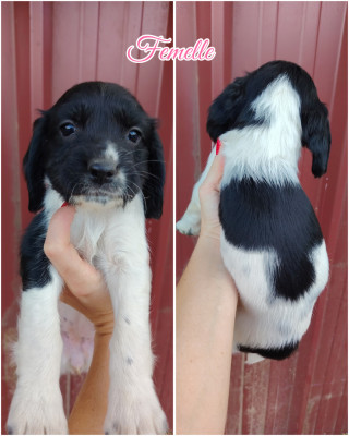 Chiot N°6